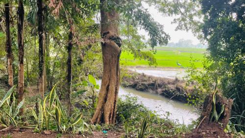 a tree next to a river in a field at Ela Addara Green Villa in Sigiriya