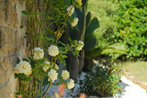 a plant with white flowers on the side of a wall at Villa Le Fate - idromassaggio in Sambuco