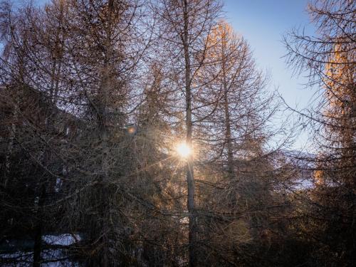 a tree with the sun shining through it at DUST AND SNOW - Sulle Piste da Sci di Pila in Pila