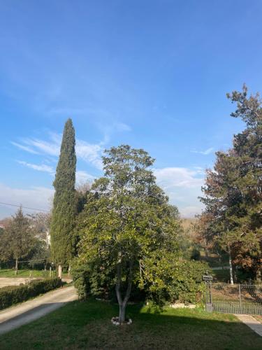 a tree in the middle of a grassy yard at P&P nella natura in Cassino