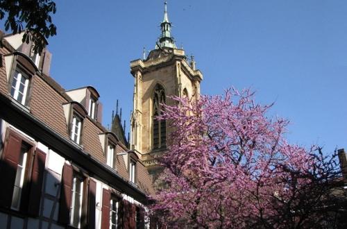 a building with a clock tower and a tree with purple flowers at Le Nid de la Cathédrale in Colmar