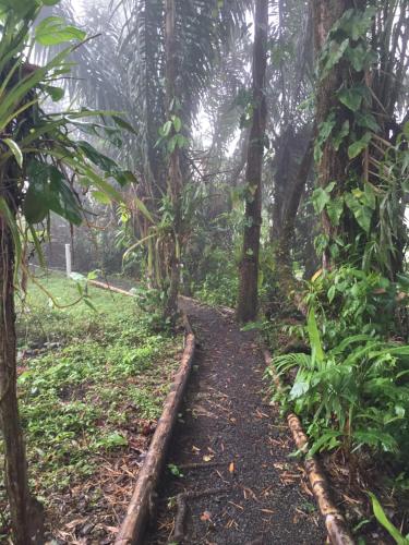 a path in the middle of a jungle with trees at Pacoche Lodge in Pacoche