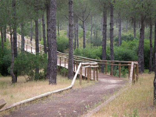 a wooden bridge in the middle of a forest at Hotel Lince in Aznalcázar