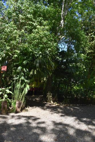 Κήπος έξω από το El Jardin de Playa Negra