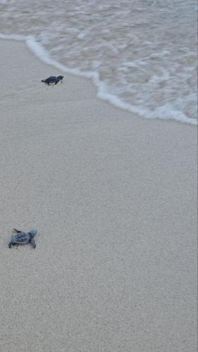 two birds walking on the beach near the water at Shati Luxury - New, Heated Pool, Sea view Near beach in Fontane Bianche