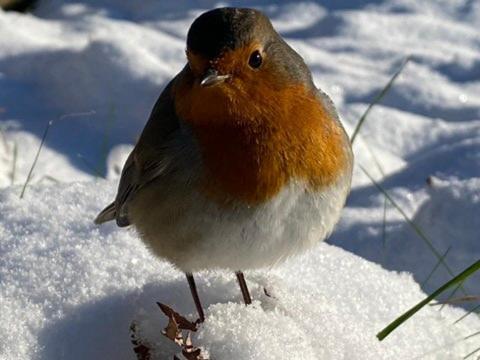 Gallery image of Pretty Wood Cottage in Eyam