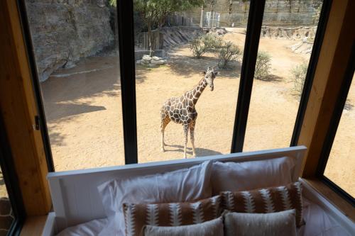 a giraffe standing in front of a window at San Antonio Zoo - Spekboom Giraffe Lodge in San Antonio