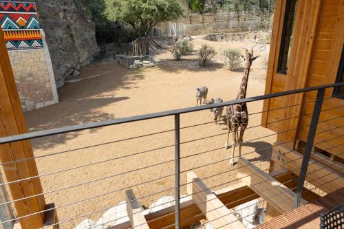 a giraffe standing on the stairs of a building at San Antonio Zoo - Spekboom Giraffe Lodge in San Antonio