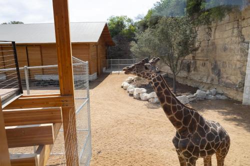 a giraffe standing in an enclosure at a zoo at San Antonio Zoo - Spekboom Giraffe Lodge in San Antonio