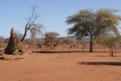 a field with trees and a fence in the desert at Orpheus Inn Camping in Kaneb Pos