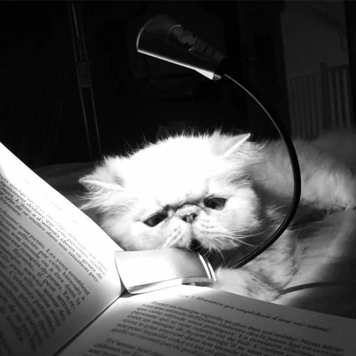 a white cat laying on top of an open book at KazaChatGwadloop in Vieux-Habitants