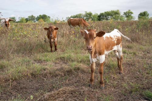 a couple of cows standing in a field at Coyote Creek Ranch in Martindale