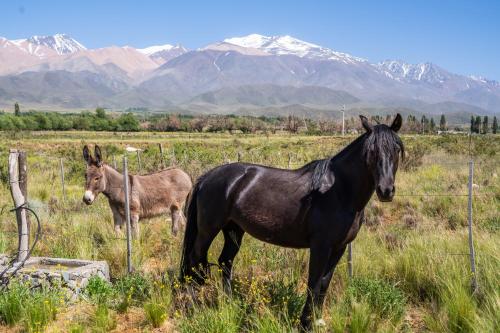 two horses standing in a field with mountains in the background at Rancho Adobe Eco Hotel in Tupungato