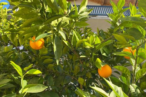 an orange tree with lots of oranges on it at Farah Apartment in Mostar
