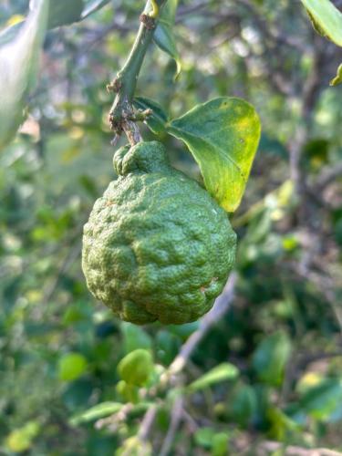 a green fruit hanging from a tree branch at La Villa Terracotta, vue mer imprenable in Le Diamant