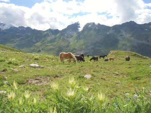 a herd of horses grazing on a grassy hill at Petter 1 in Tobadill