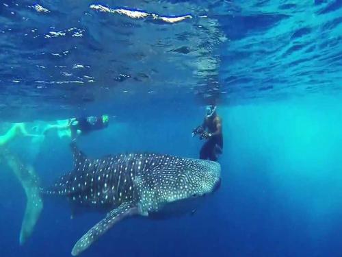a whale shark and a diver in the water at Vista Beach Retreat in Hulhumale