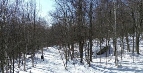 a forest of trees with snow on the ground at Clyde's Cabin home in Warren