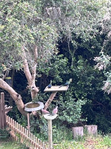 two birds sitting on a bird feeder next to a tree at Canyon View Self Catering unit in Groot Brak Rivier