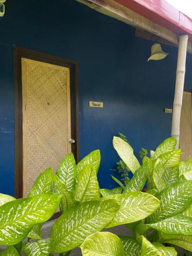 a green plant in front of a blue door at Dawn Patrol Siargao in General Luna