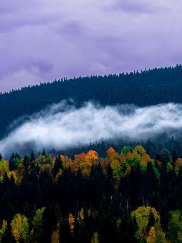 a view of a forest with clouds and trees at Mestiakhedi in Mestia