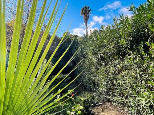 a garden with a palm tree and bushes at Villa Varo by Sicily Travelling Villas in Scopello