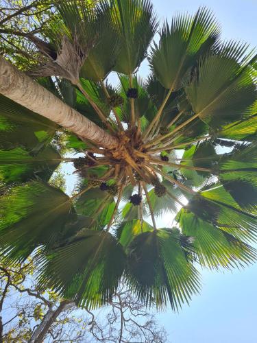 a palm tree looking up at the sky at Colobus Suite of 40m2 in Villa 560 m2, View of the Indian Ocean in Shimoni