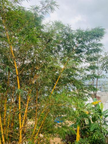 a tree with green leaves in front of a building at Broad view in Ella