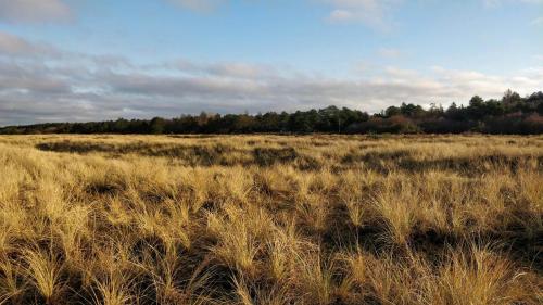a field of tall grass with trees in the background at Atmosphere And Space At The Home By Vig in Vig