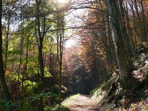 a dirt trail in a wooded area with the sun shining at Le Pietre Ricce B&B in Roccamontepiano