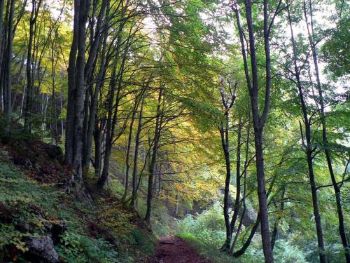 a path in a forest with trees on a hill at Le Pietre Ricce B&B in Roccamontepiano