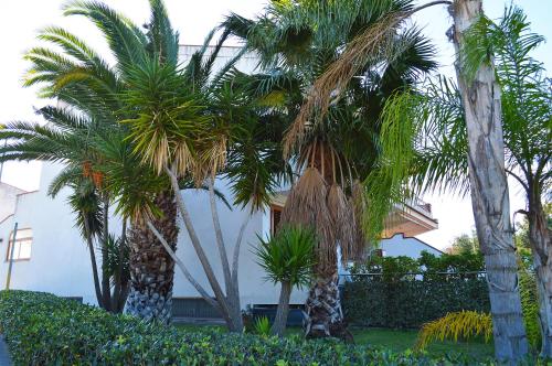 a group of palm trees in front of a building at House Paradise Amedeo in Bauso