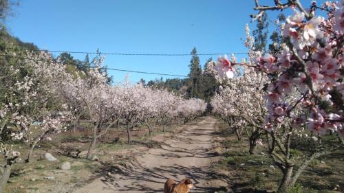 a dog walking down a dirt road between trees at La Polcura Lodge Turismo -Fishing Lodge & Spa in El Llano