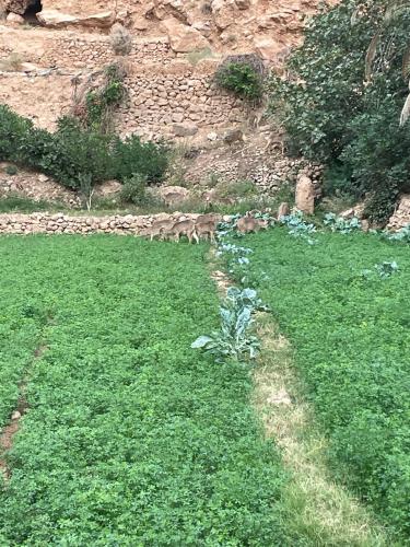 a field of green grass with a rock wall at Hotel taborihte in Tinerhir