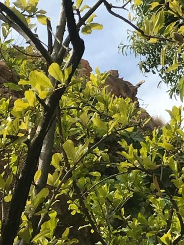 a cow peeking out from behind a tree at Hotel taborihte in Tinerhir