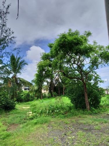 a tree in the middle of a grass field at Gayatri Holiday Home in Murud
