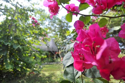 a bunch of pink flowers on a tree at Naturalmente Boutique Bungalows y Cocina Mediterránea in Las Lajas