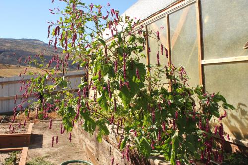 a plant with pink flowers growing on the side of a building at K3 Guest Ranch in Cody