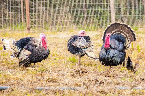 a group of turkeys standing in the grass at Cassino All Inclusive Resort Poços de Caldas By Nacional Inn in Poços de Caldas