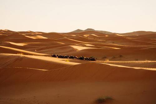 un grupo de animales caminando por el desierto en Erg chagaga, en Mhamid