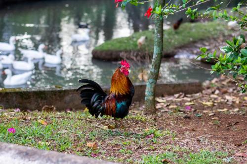 a rooster standing in the grass next to a pond at Polo Hotel Fazenda in Indaiatuba