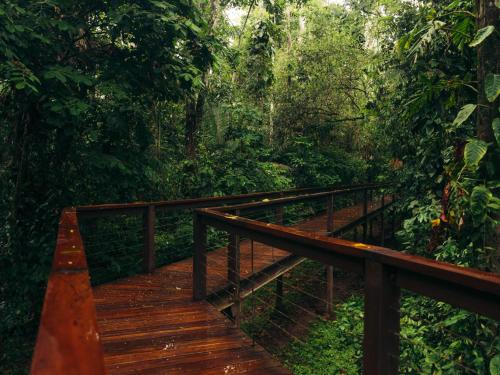 a wooden bridge in the middle of a forest at Tambopata Research Center in Tambopata
