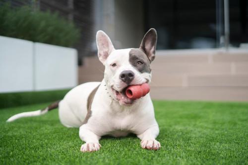 宿泊客と一緒にDog Hotel Shirahama ドッグホテル シラハマに滞在中のペット
