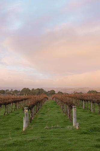 a row of vines in a field of grass at Wine Down McLaren Vale, a cosy vineyard retreat in McLaren Vale