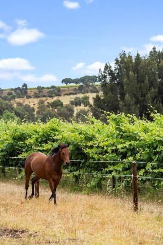 a brown horse standing in a field next to a fence at Wine Down McLaren Vale, a cosy vineyard retreat in McLaren Vale