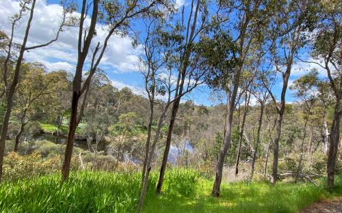 a forest of trees with a river in the background at BIG4 Bridgetown in Bridgetown