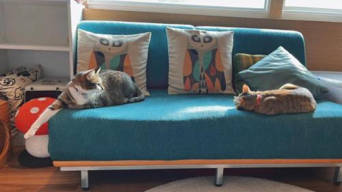 two cats laying on a blue couch with pillows at Chill Roof Hotel in Taipei