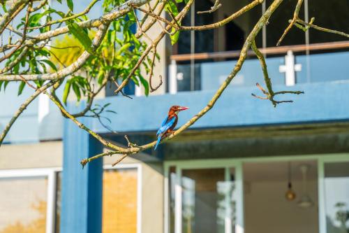 a bird sitting on a tree branch in front of a building at The Quale Villa in Galle