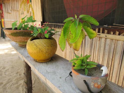 three potted plants sitting on a wooden table at A&Y Wild Camp Ghana in Keta