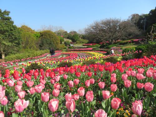 a garden of pink tulips in a park at Nokoshima Island Park Villa Sakimori in Fukuoka